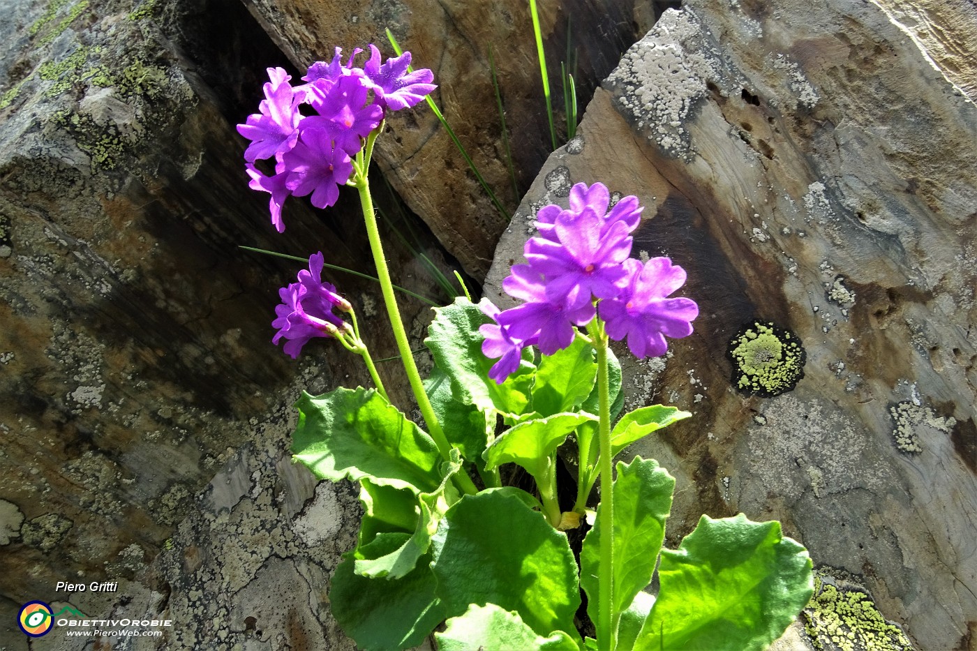 52 Primula irsuta (Primula hirsuta).JPG